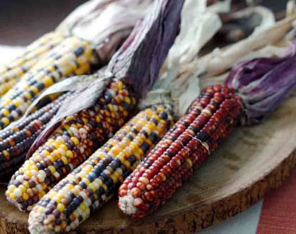 This beautiful colorful indian corn is not meant just for decoration. It's edible too and great for masa, grits, papusas and popcorn