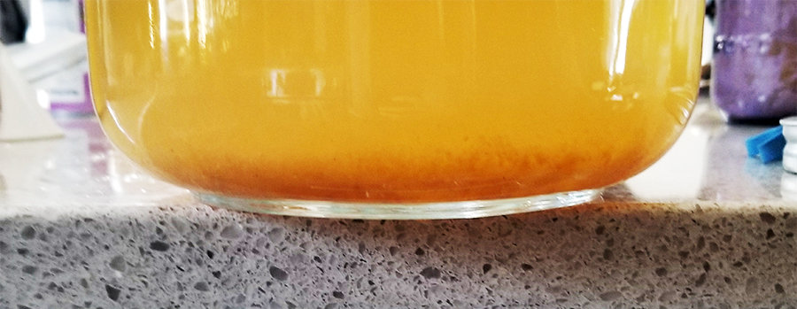 Yeasty bottoms of Home brewed Jun, a honey and green tea version of kombucha,