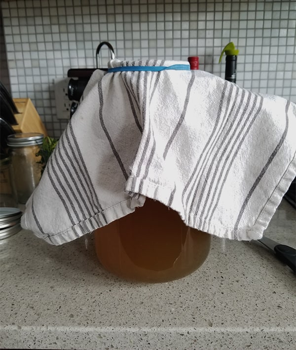 Home brewed Jun, a honey and green tea version of kombucha, with rubber banded dish towell