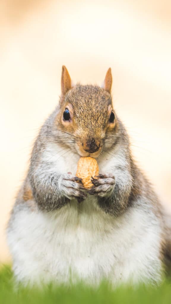 a fat squirrel nibbling an almond