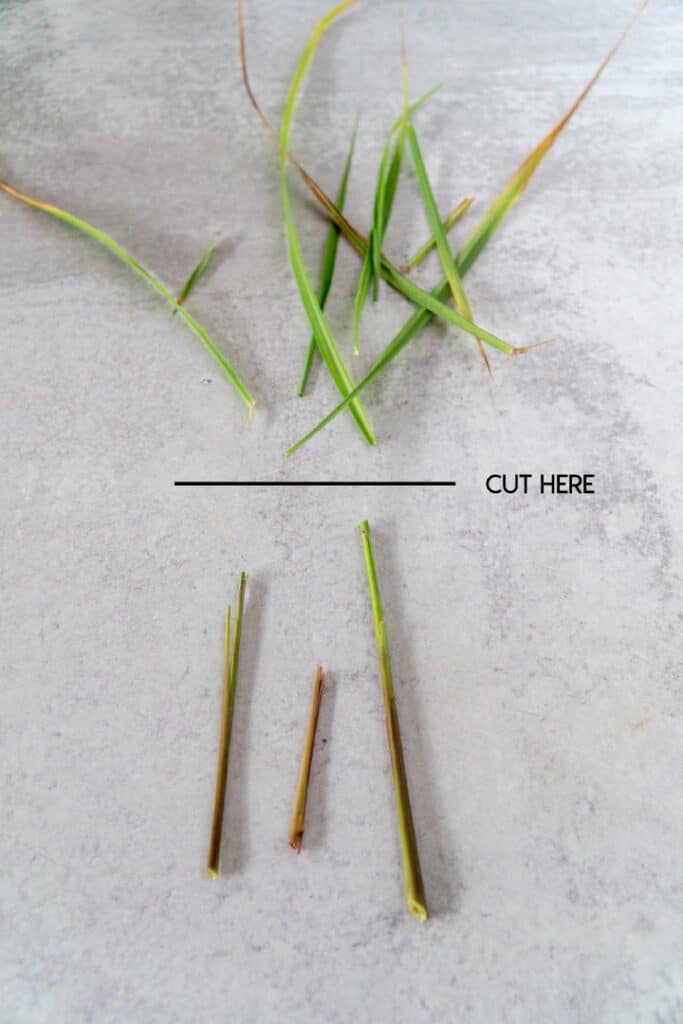 Where to cut lemongrass